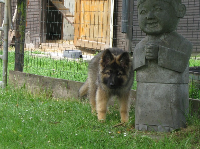 Fotos/2011 vervolgAzra/Gozer/IMG_0693 [Gozer].JPG